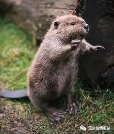 海狸 2011,回顾与展望